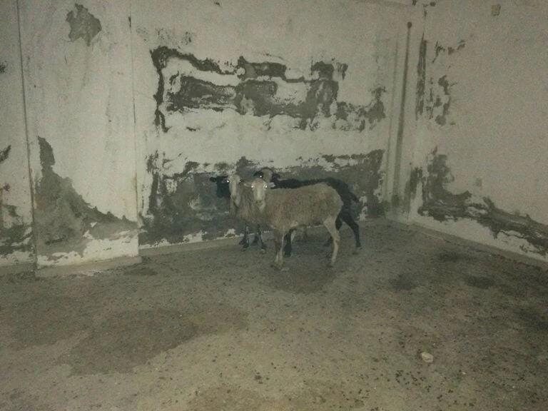 Φυλακίζει πρόβατα και τα βασανίζει μέχρι θανάτου – Σκληρές εικόνες